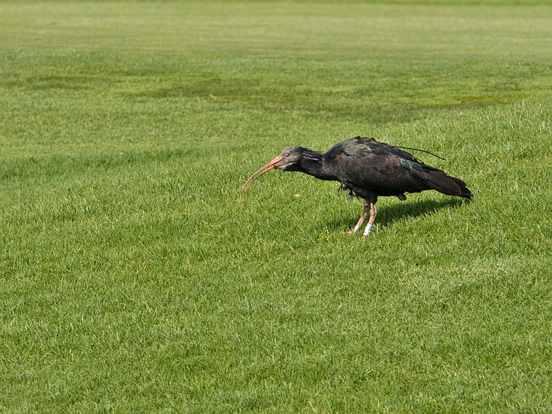 Plegadis falcinellus Zwarte Ibis Glossy Ibis